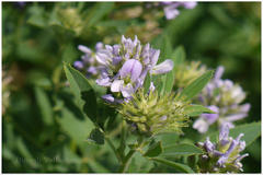 Medicago sativa